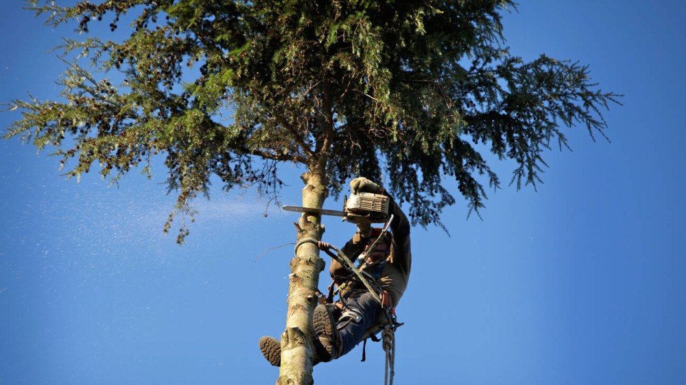 tree removal north shore