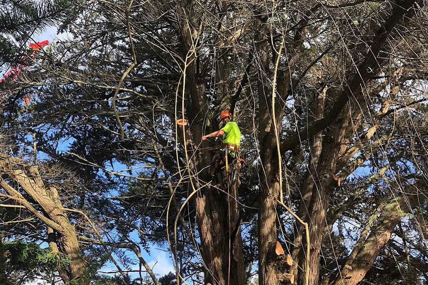 tree removal north shore