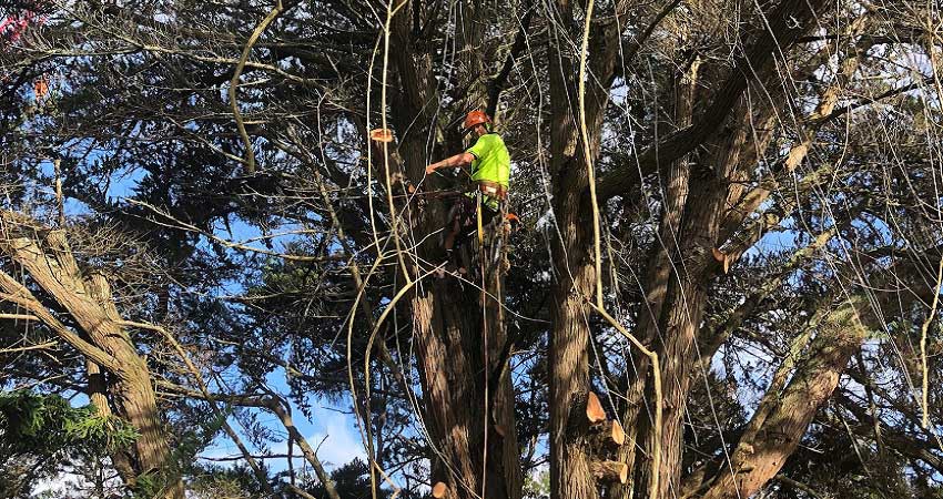 Tree removal north shore