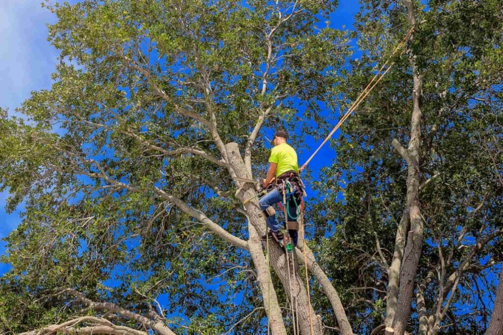 Arborist for tree removal in north shore