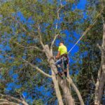 Arborist for tree removal in north shore