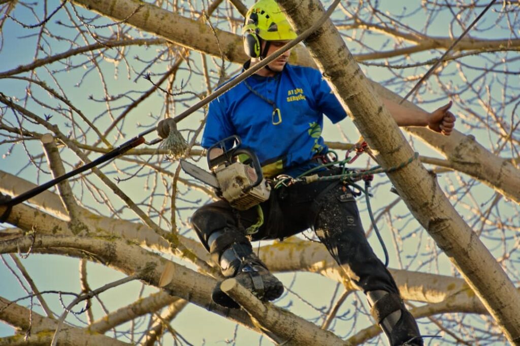 Arborist for tree removal