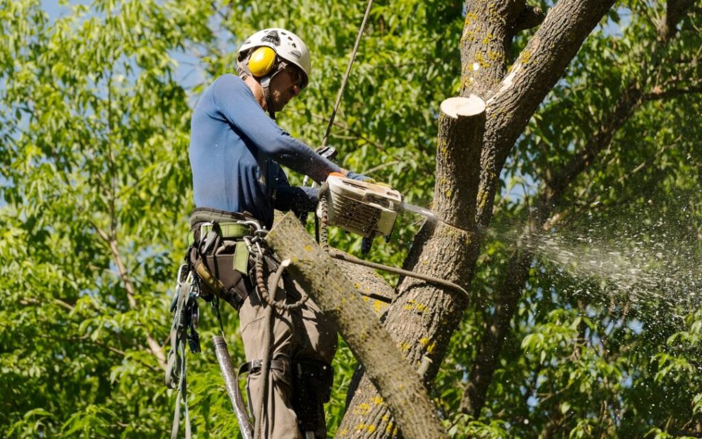 tree removal