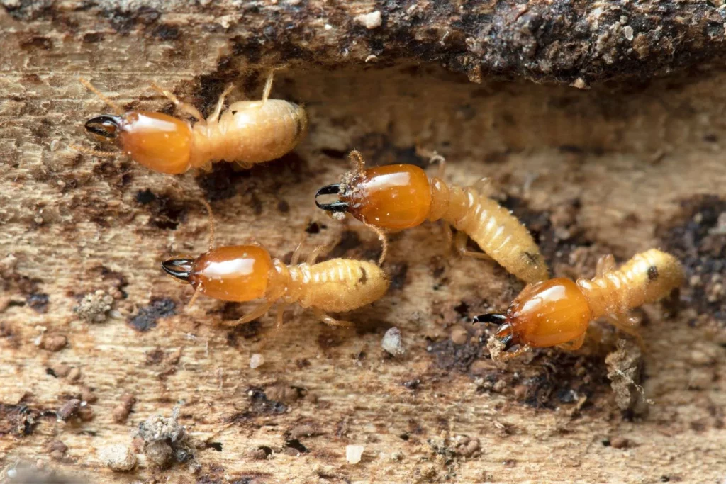 Why Termite Pest Control in Sydney is Essential for Property Owners

