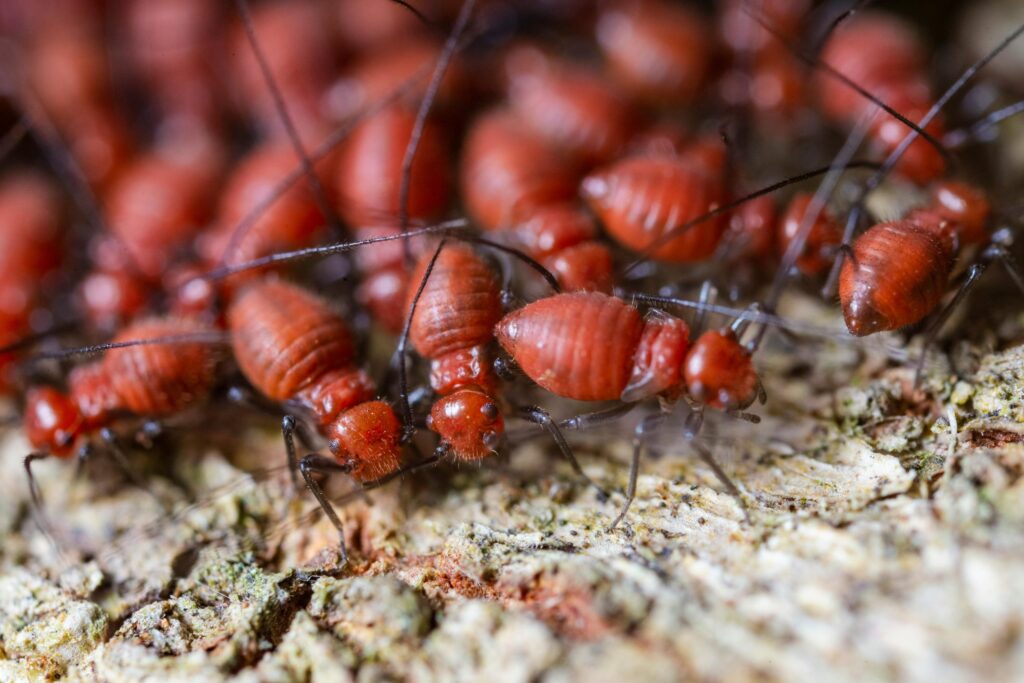 When to Schedule a Termite Inspection in Sydney to Protect Your Home