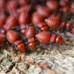 When to Schedule a Termite Inspection in Sydney to Protect Your Home