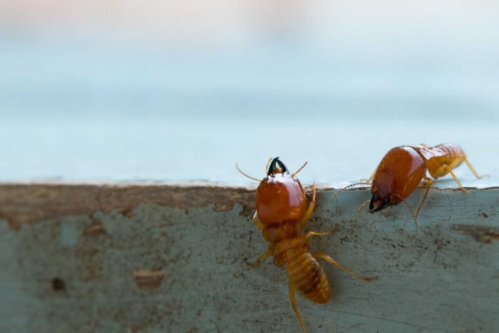 When to Schedule a Termite Inspection in Sydney to Protect Your Home