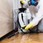 Why Termite Pest Control in Sydney is Essential for Property Owners