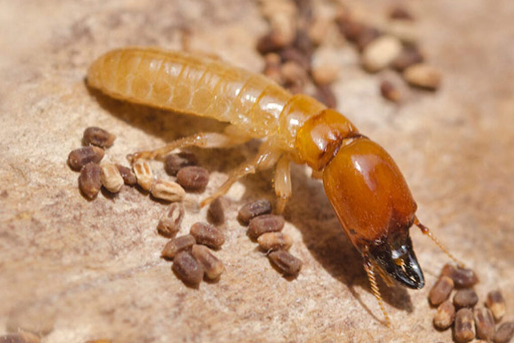 Why Termite Pest Control in Sydney is Essential for Property Owners

