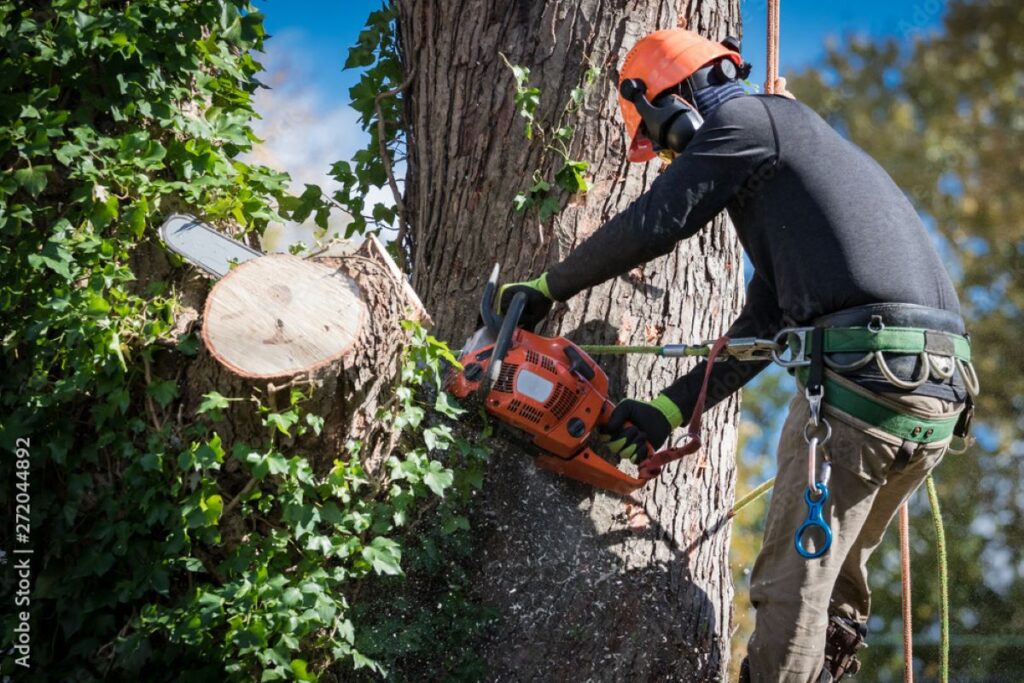 tree services Turramurra