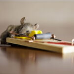 Rat Pest Control