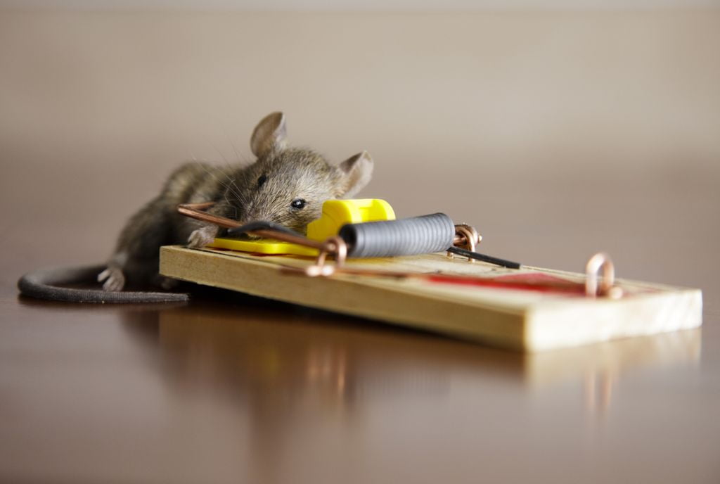 Rat Pest Control